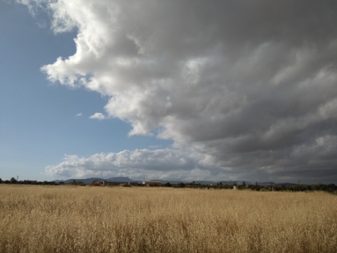 Kornfeld