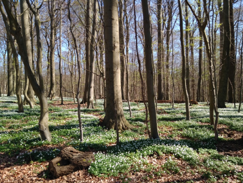Wald mit Blumen